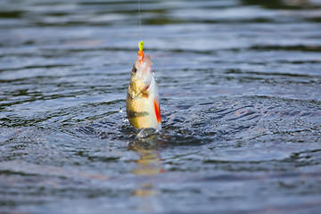 Image showing active perch fishing a micro jig in summer