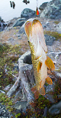 Image showing spinning lure pike river luck