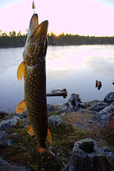 Image showing spinning lure pike river luck