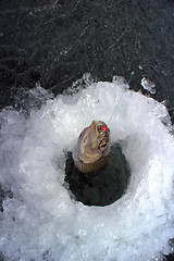 Image showing Ice fishing . Fisherman pulls out from ice hole grayling