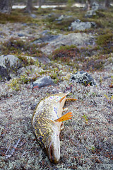 Image showing Pike caught at rapid river