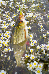 Image showing Golden Rudd - summer lake fishing