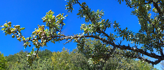 Image showing wild pear in mountains panorama