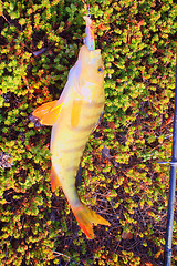 Image showing ishing big perch on moss