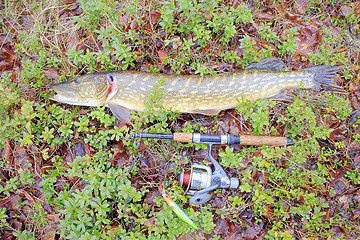 Image showing fishing fish with the result of big pike