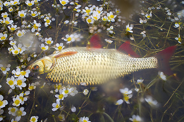 Image showing Fish in water flowers. Anglers pay attention to aesthetics of fishing