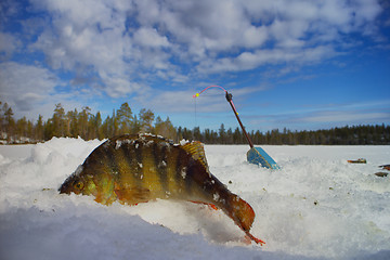 Image showing perch ice fishing in Scandinavia