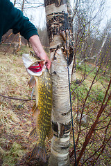 Image showing Catching predatory fish in the North. Trophy pike