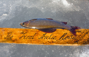 Image showing Great Arctic way and grayling as symbol of Arctic