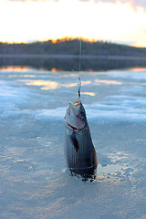 Image showing  Arctic grayling trophy fishing in winter