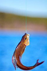 Image showing grayling fishing Northern fish