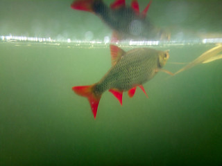 Image showing  Rudd floats near top of water