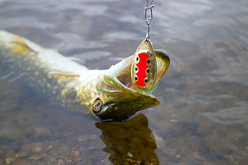 Image showing Major pike and the lure sticking out of toothy jaws