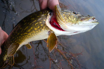 Image showing Fishing Pike 