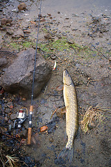 Image showing spinning lure pike river luck