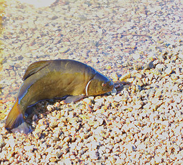 Image showing Unusual fish tench on lake shore