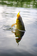 Image showing Golden Rudd - summer lake fishing