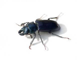 Image showing Heavy toothed beetle 