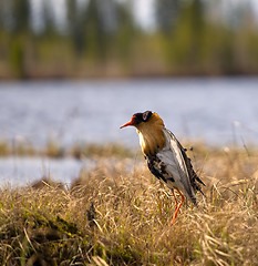 Image showing Mating behaviour of ruffs in lek (place of courtship)