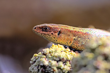 Image showing How are ancient animals: lizard breathes and swallows