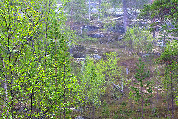 Image showing Signs of spring. Young bright green leaves on branches and   warm sunshower 