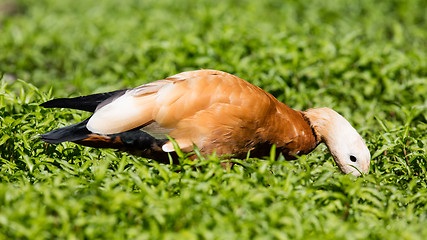 Image showing Ruddy shelduck in the grass