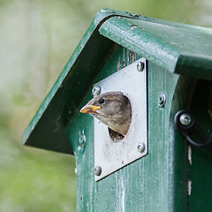 Image showing Young sparrow sitting in a birdhouse