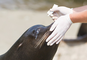 Image showing Adult sealion being treated (eye)