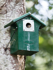 Image showing Young sparrow sitting in a birdhouse