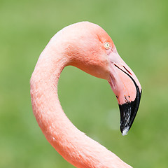 Image showing Pink flamingo close-up