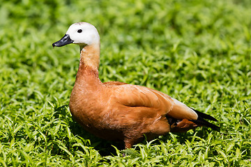 Image showing Ruddy shelduck in the grass