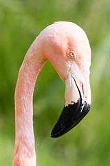 Image showing Pink flamingo close-up