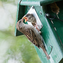 Image showing Adult sparrow feeding a young sparrow