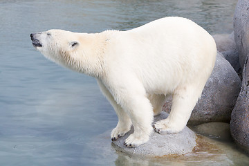 Image showing Close-up of a polarbear (icebear)