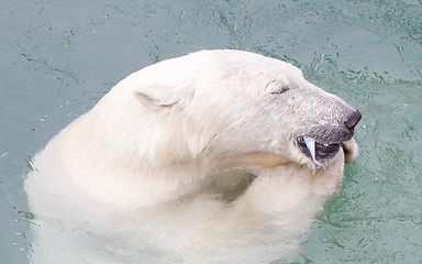 Image showing Close-up of a polarbear (icebear) eating a fish