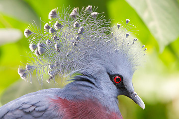 Image showing Victoria Crowned bird (Goura victoria)