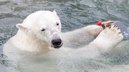 Image showing Close-up of a polarbear (icebear)