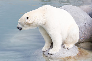 Image showing Close-up of a polarbear (icebear)