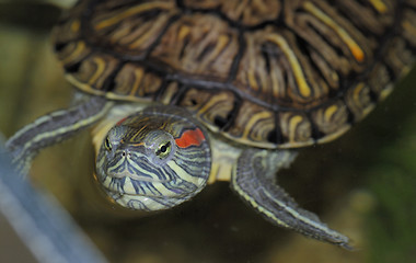 Image showing Red-eared turtle staring at you