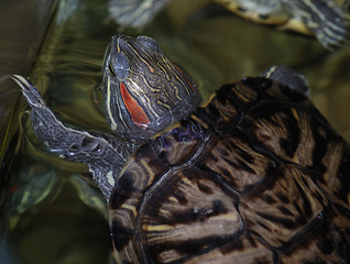 Image showing Red-eared turtle in the water