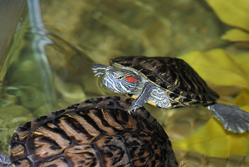 Image showing Red-eared turtles