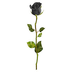 Image showing Realistic Black rose. EPS 10