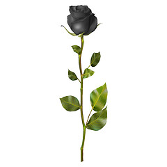Image showing Realistic Black rose. EPS 10