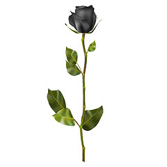 Image showing Realistic Black rose. EPS 10