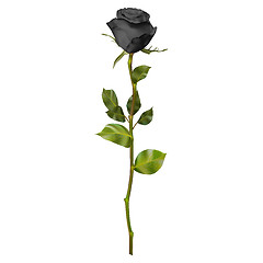 Image showing Realistic Black rose. EPS 10