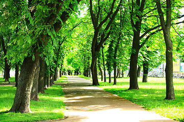 Image showing nice path in beautiful park with many green trees