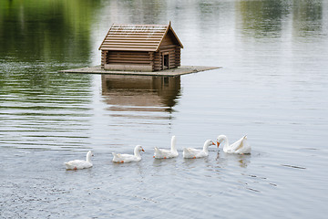 Image showing A flock of swans swimming on the lake in the background floating house for the birds