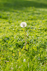 Image showing Single dandelion on green field