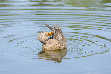 Image showing Gadwall cleans its feathers floating in the lake