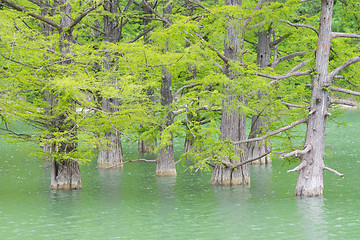 Image showing Growing out of the water of pine tree trunks of cypress swamp